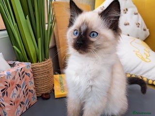 Ragdoll cats - Advert 29