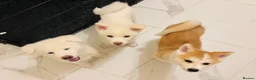 Japanese Akita Inu dogs for sale: Cute Japanese Akita puppies for the right home💜 - Advert 1