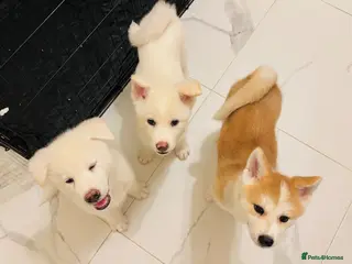 Japanese Akita Inu dogs Cute Japanese Akita puppies for the right home💜 - Advert 6