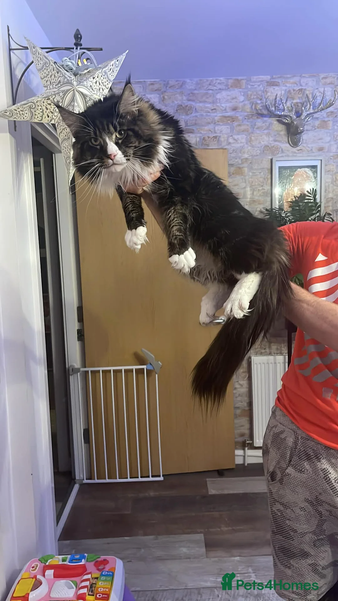 Maine Coon cats for sale: Maine cone  in Edinburgh - Advert 2