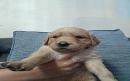 Golden Retriever dogs for sale: Amazing Golden Retrievers for sale  - Image 8