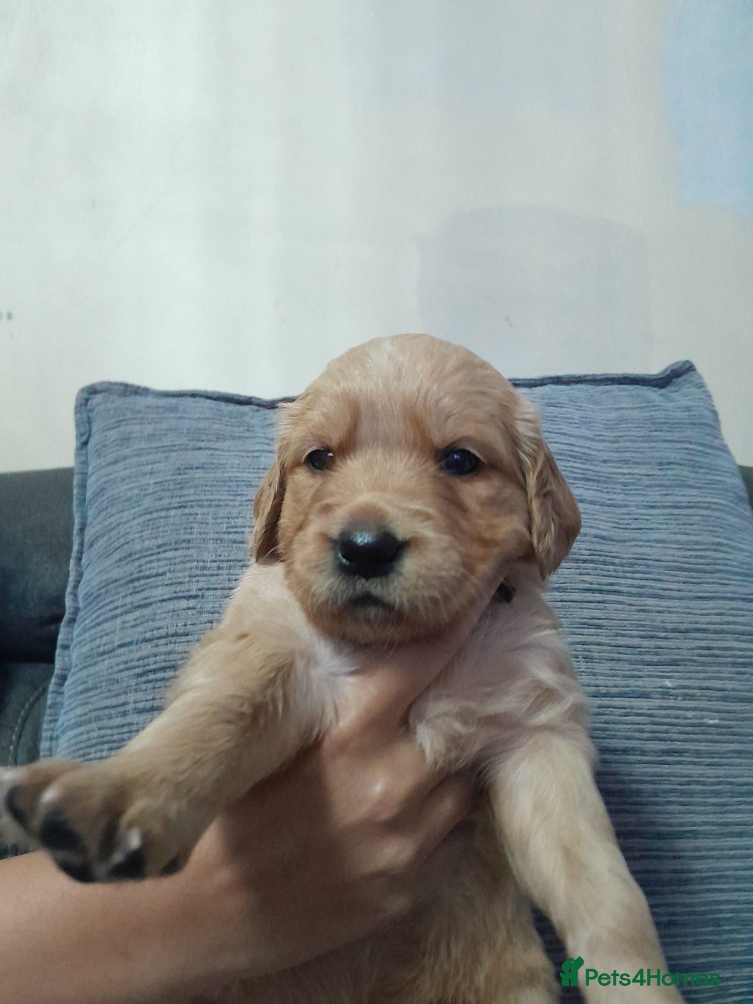 Golden Retriever dogs for sale: Amazing Golden Retrievers for sale  - Image 8