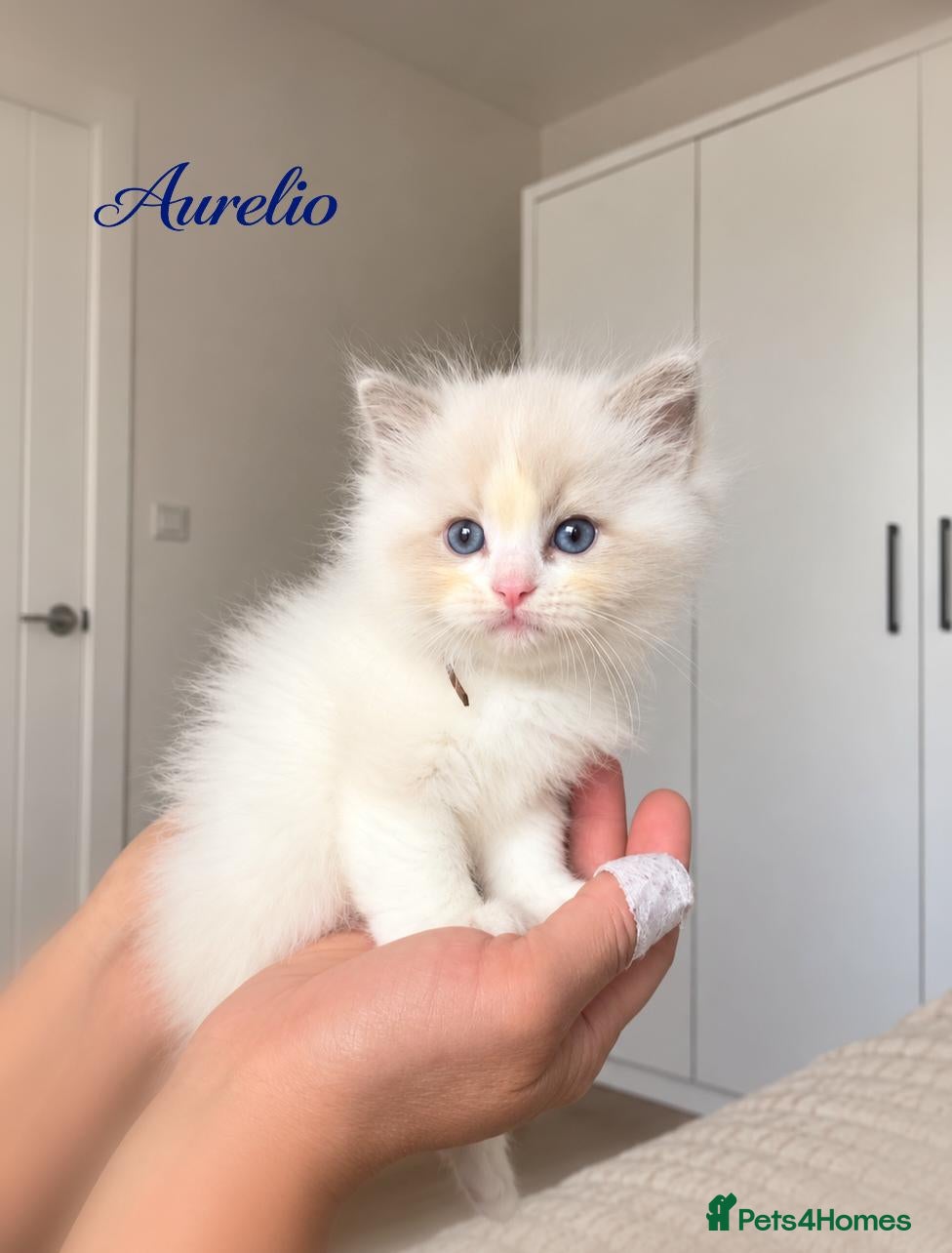 Ragdoll cats TICA Champion Bloodline Ragdoll Kittens - Advert 2