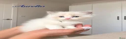 Ragdoll cats for sale: TICA Champion Bloodline Ragdoll Kittens - Advert 2
