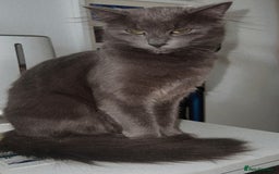 Mixed Breed cats for sale: Black and white kitten - Image 5