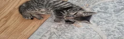 British Shorthair cats for sale: Four energetic kittens. - Advert 9