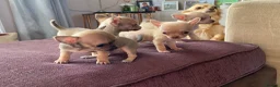 Chihuahua dogs for sale: Family pups ready may 24th  in Godstone - Advert 4