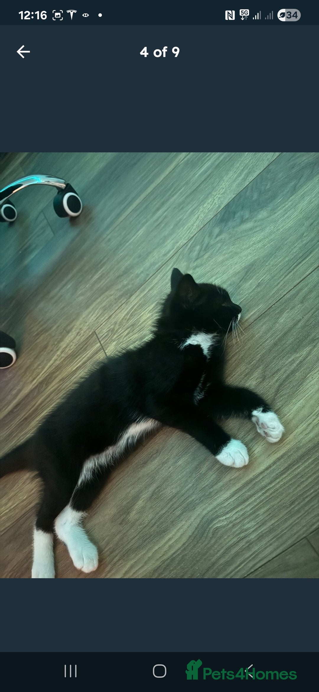 Domestic Shorthair cats for sale: 12-Week-Old Playful Tuxedo Kitten – Vaccinated  - Image 4