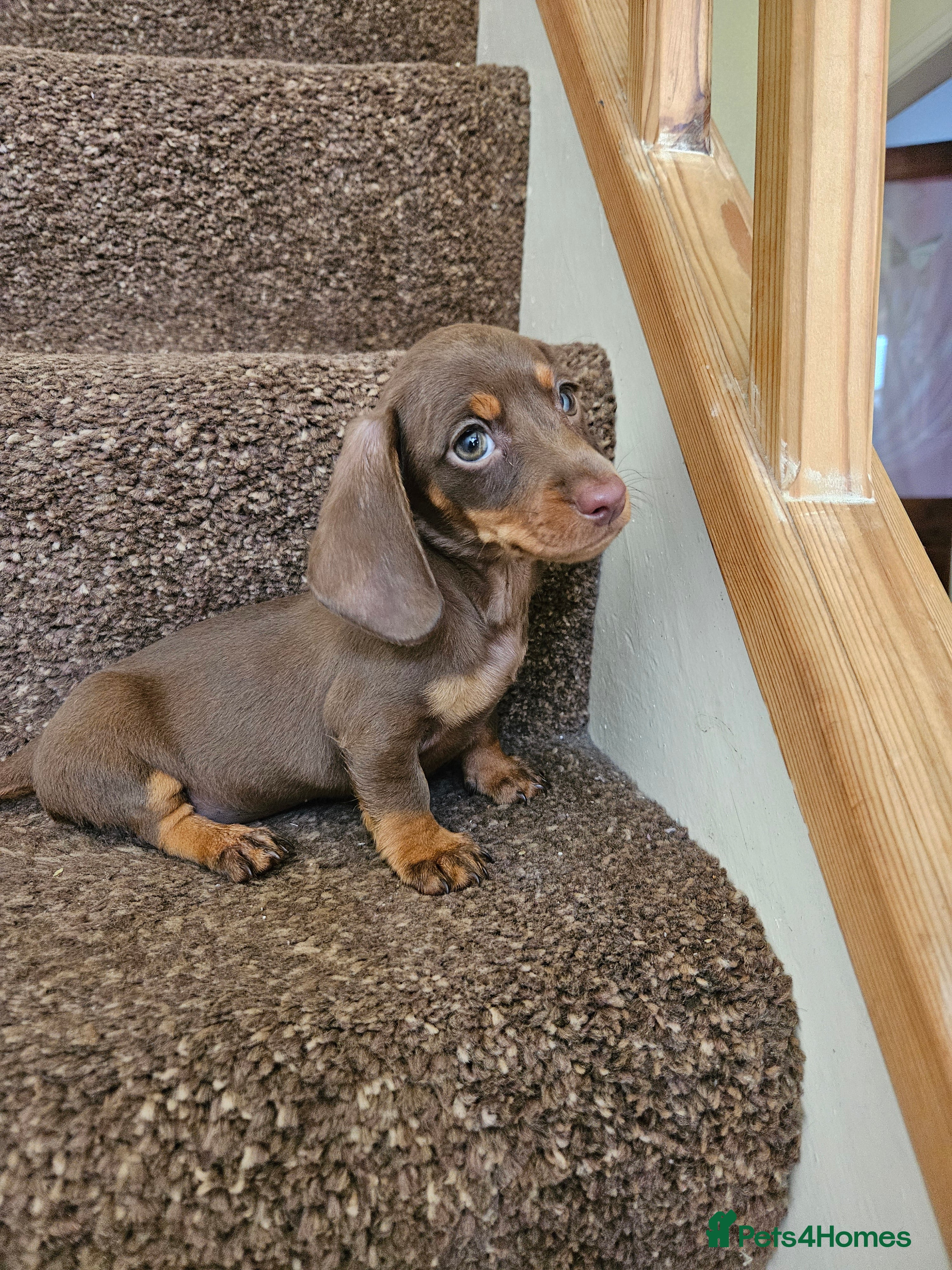 Miniature Dachshund dogs 3 Georgeous miniature dachsunds - Advert 3