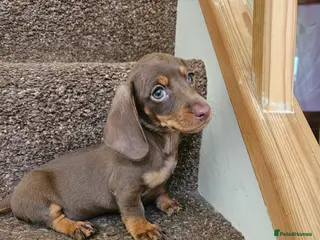 Miniature Dachshund dogs 3 Georgeous miniature dachsunds - Advert 3