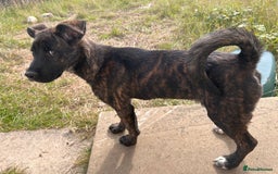 Mixed Breed dogs for sale: One puppy left, Cane Corso X Japanese Akita - Image 1