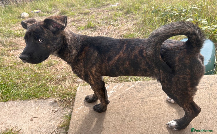 Mixed Breed dogs - Advert 2