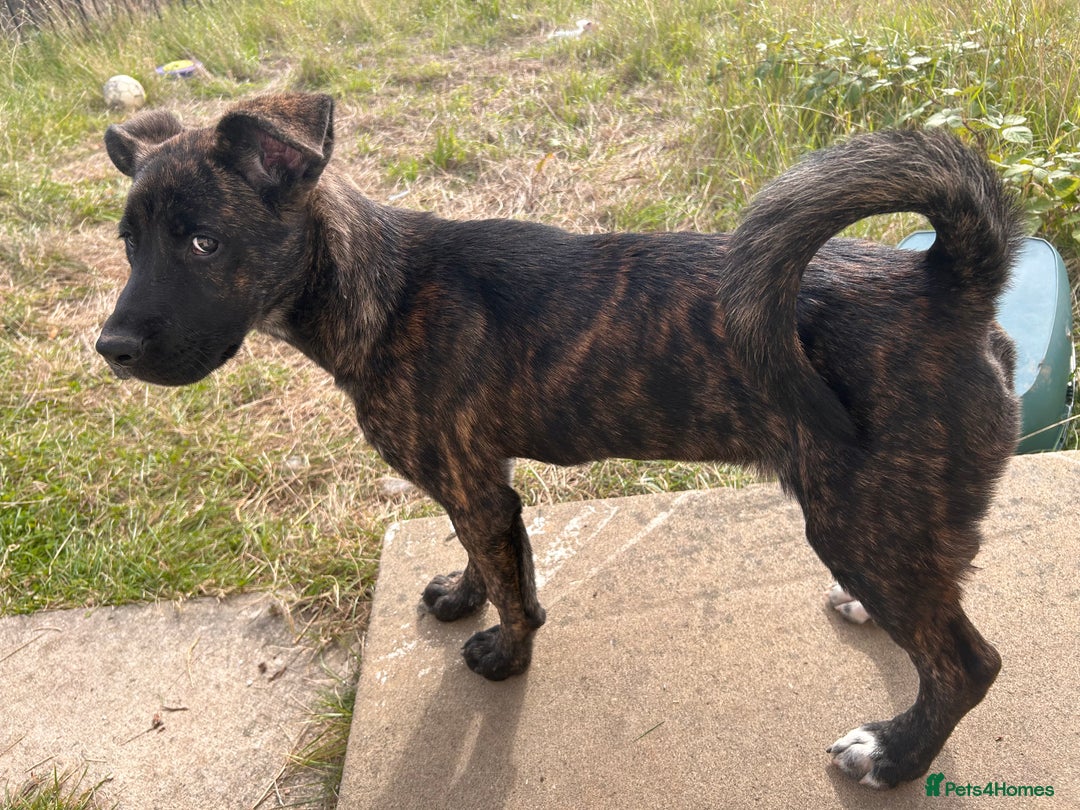 Mixed Breed dogs for sale: One puppy left, Cane Corso X Japanese Akita - Image 1