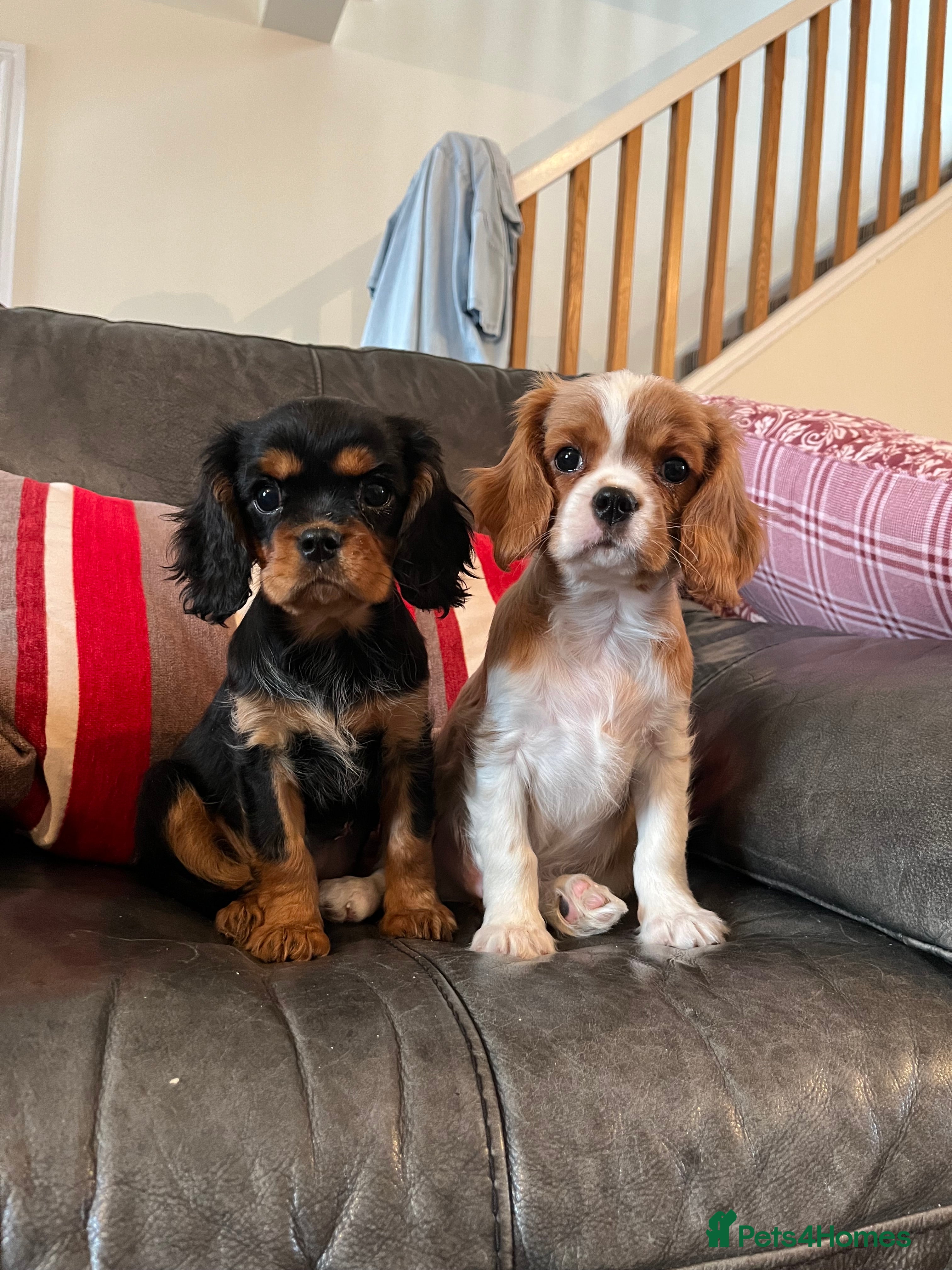 Cavalier King Charles Spaniel dogs Health tested KC REG cavalier King Charles  - Advert 1
