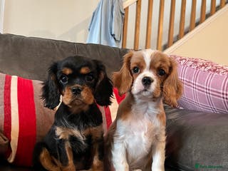 Cavalier King Charles Spaniel dogs Health tested KC REG cavalier King Charles - Advert 1