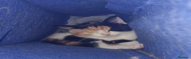 RagaMuffin Kitten 1