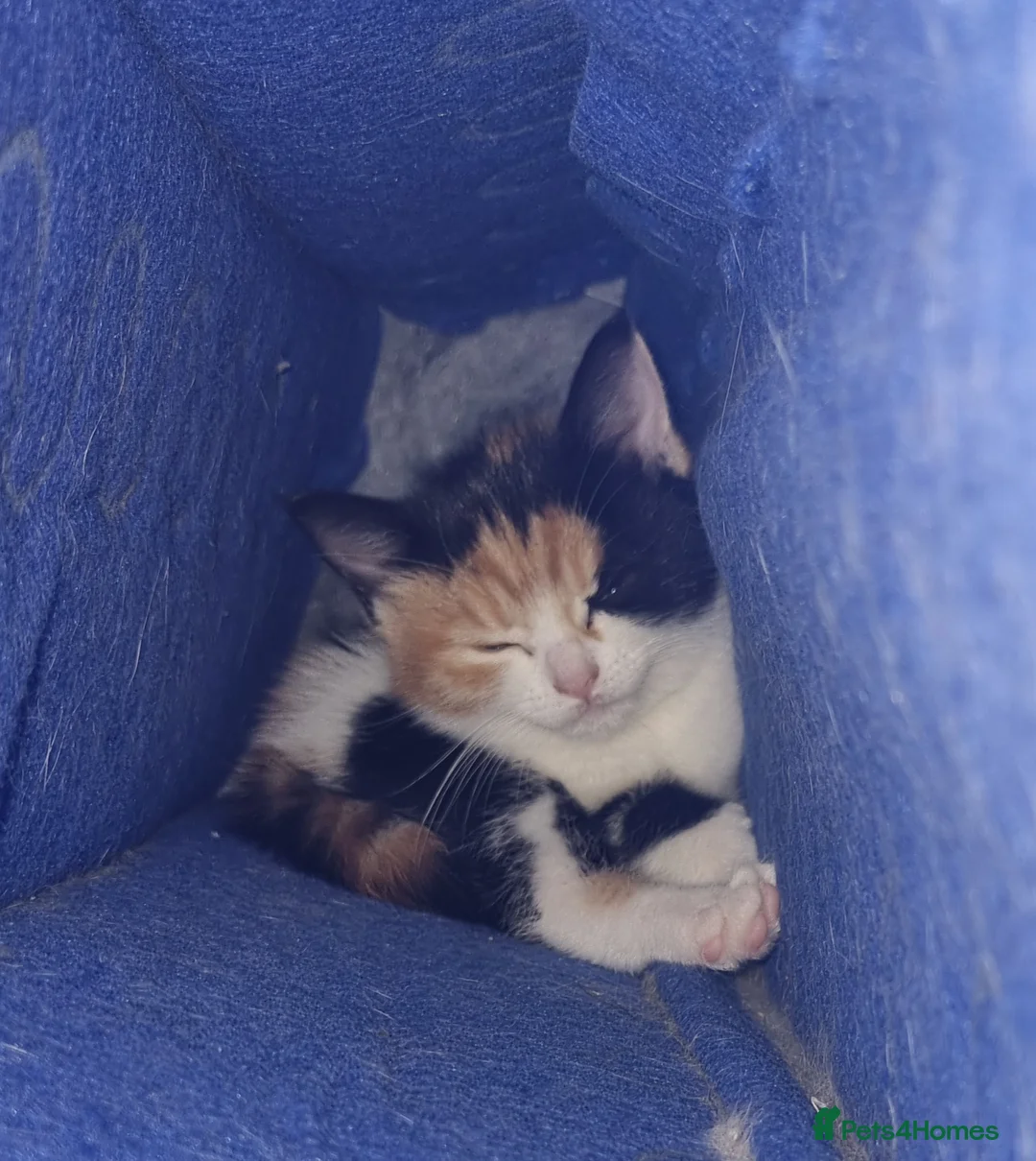 RagaMuffin cats for sale: Gorgeous RagamuffinX 😍  - Advert 1