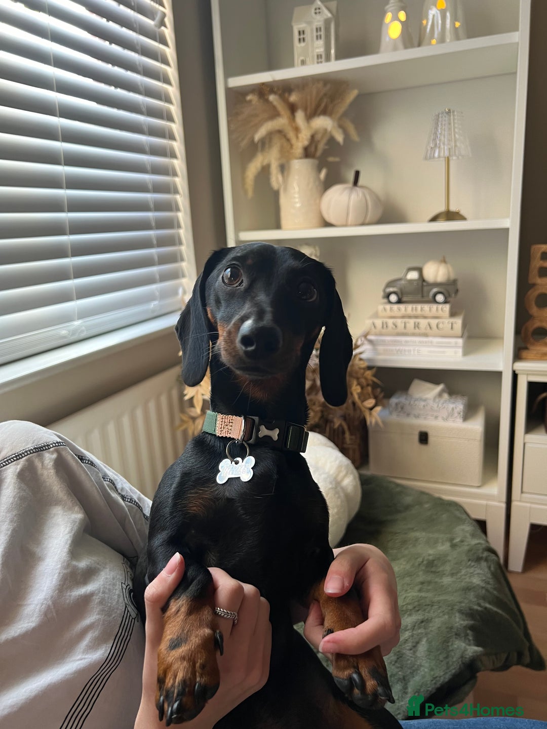 Miniature Dachshund dogs for stud: Black & tan Smooth Haired Dachshund Stud. - Image 4
