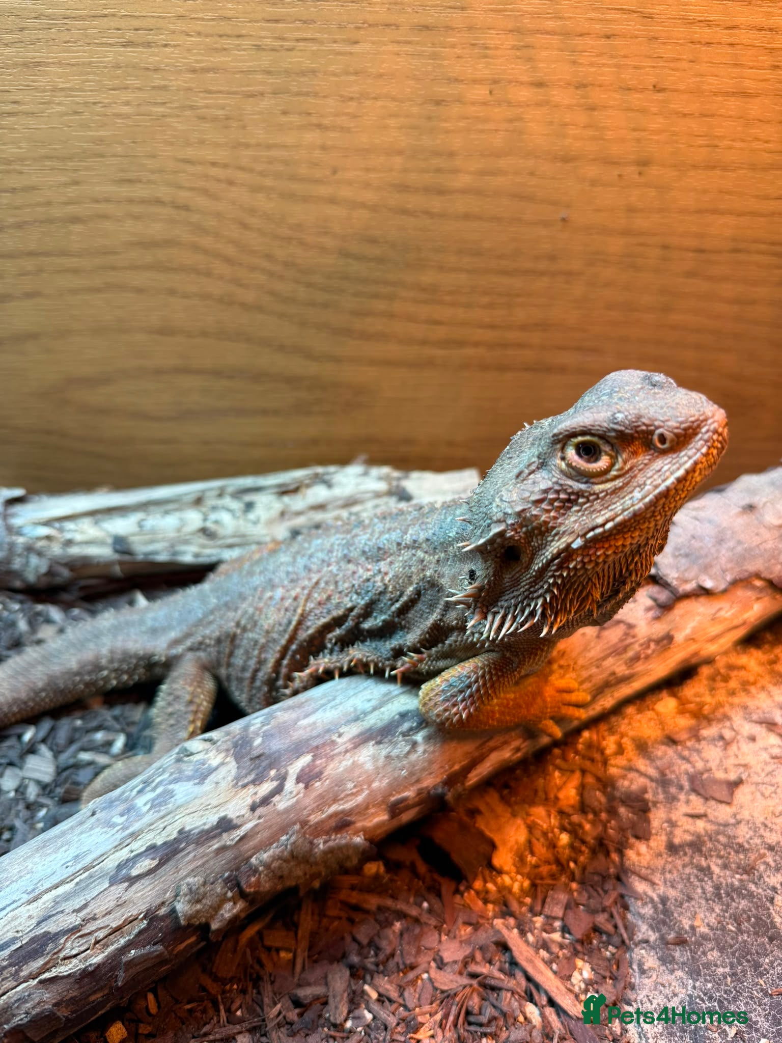 Bearded Dragon reptiles FEMALE Bearded dragon  - Advert 2