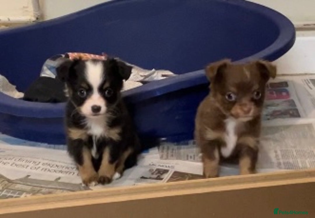 Chihuahua dogs for sale: Chihuahua puppies ready now - Advert 8