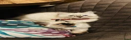 Ragdoll cats for sale: Pure Ragdoll Seal/blue point Lynx kittens - Advert 13