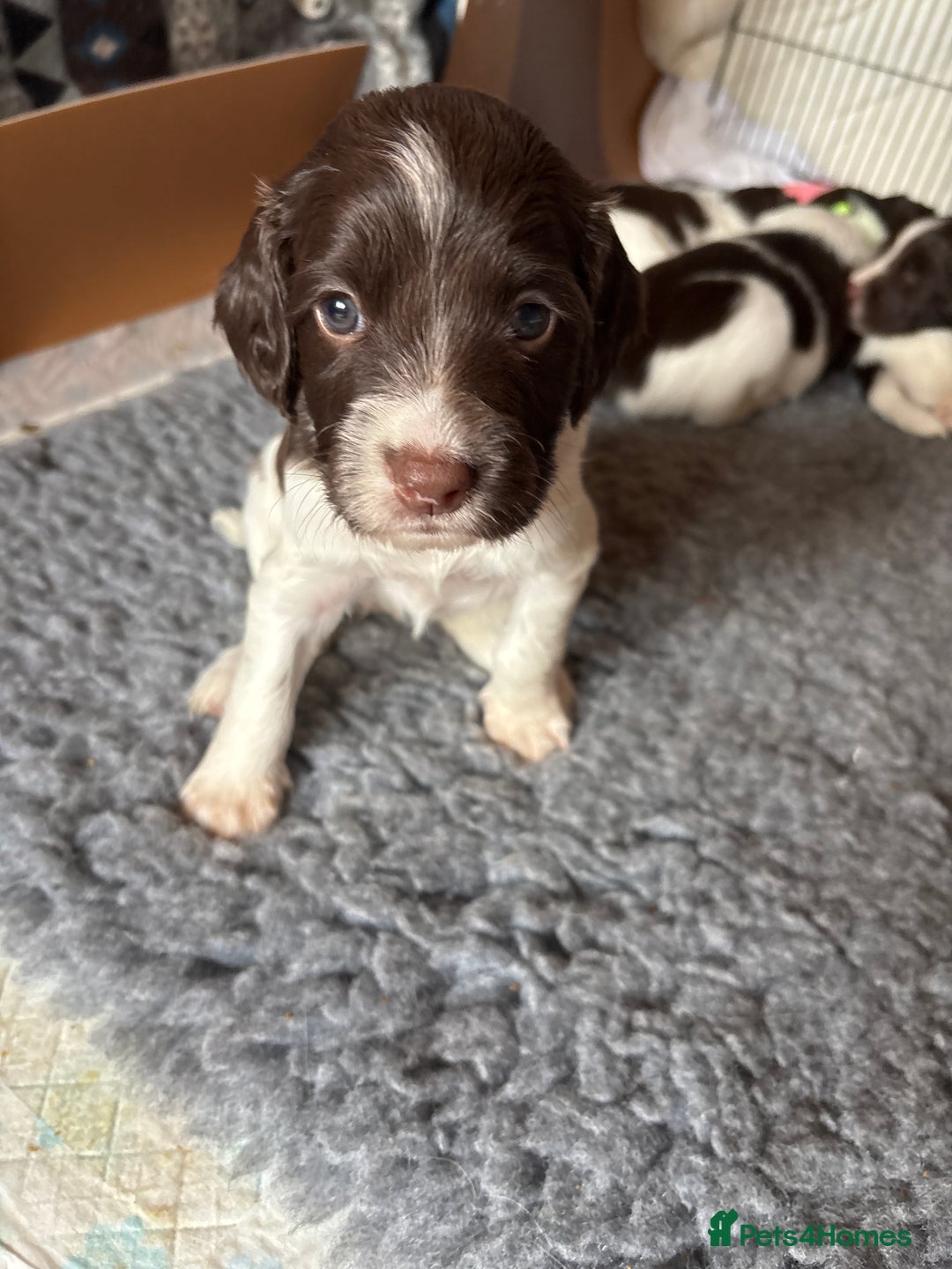 English Springer Spaniel dogs for sale: Sired by Brocklinton Bertie FTCH, docked - Image 10
