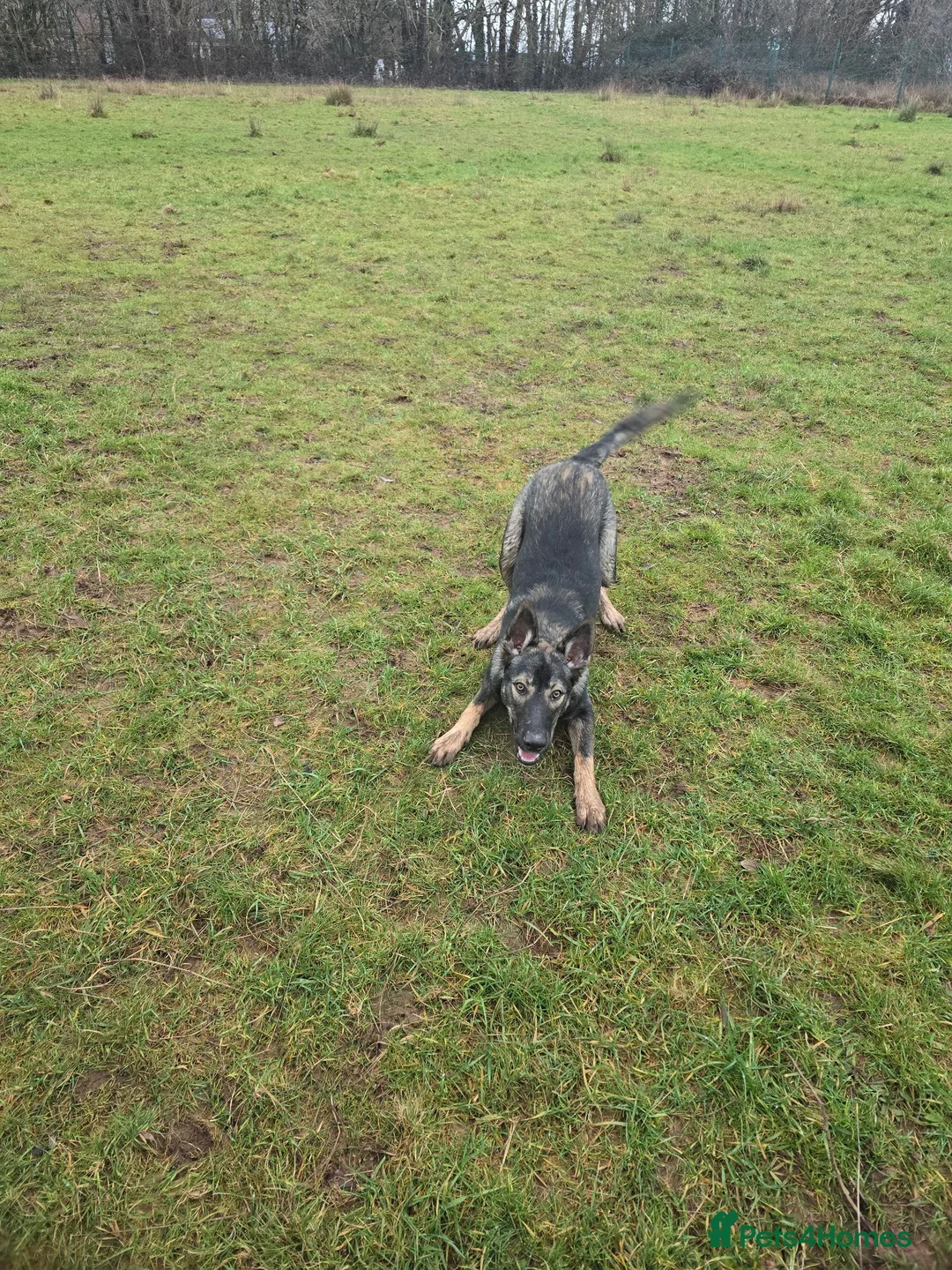 Mixed Breed dogs for sale: Beautiful boy needs an active home.  in Cwmbran - Advert 2