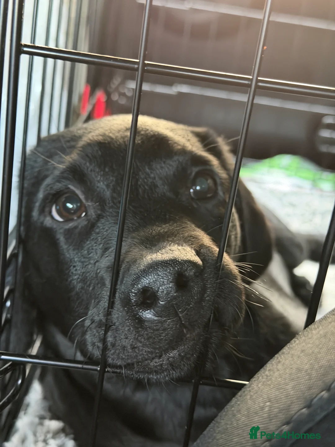 Labrador Retriever dogs for sale: Black Labrador Retreiver in Lowestoft - Advert 4