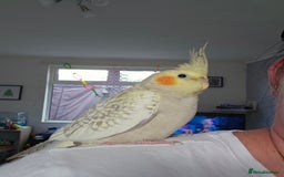 Cockatiels birds for sale: Sociable young Pearl Cockateil - Image 10