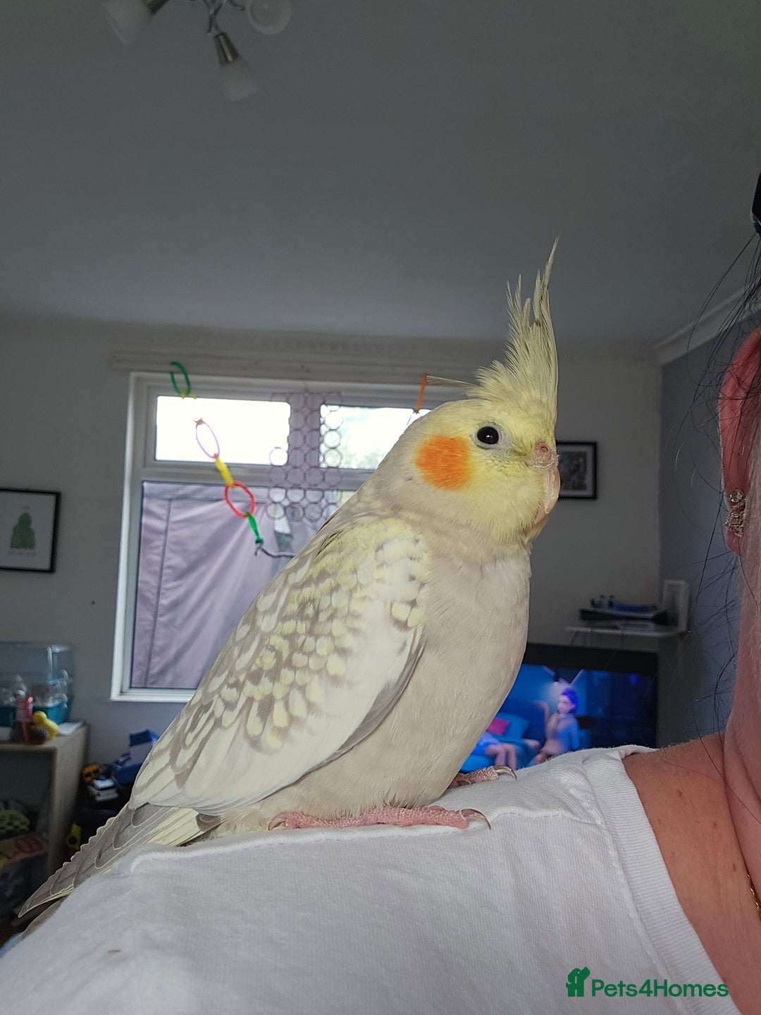 Cockatiels birds for sale: Sociable young Pearl Cockateil - Image 10