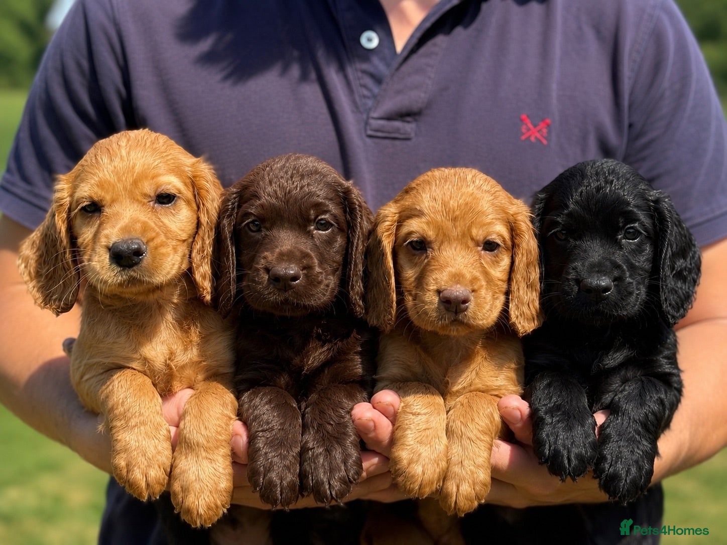 Cocker Spaniel dogs Issy & Finn Puppies  - Advert 1