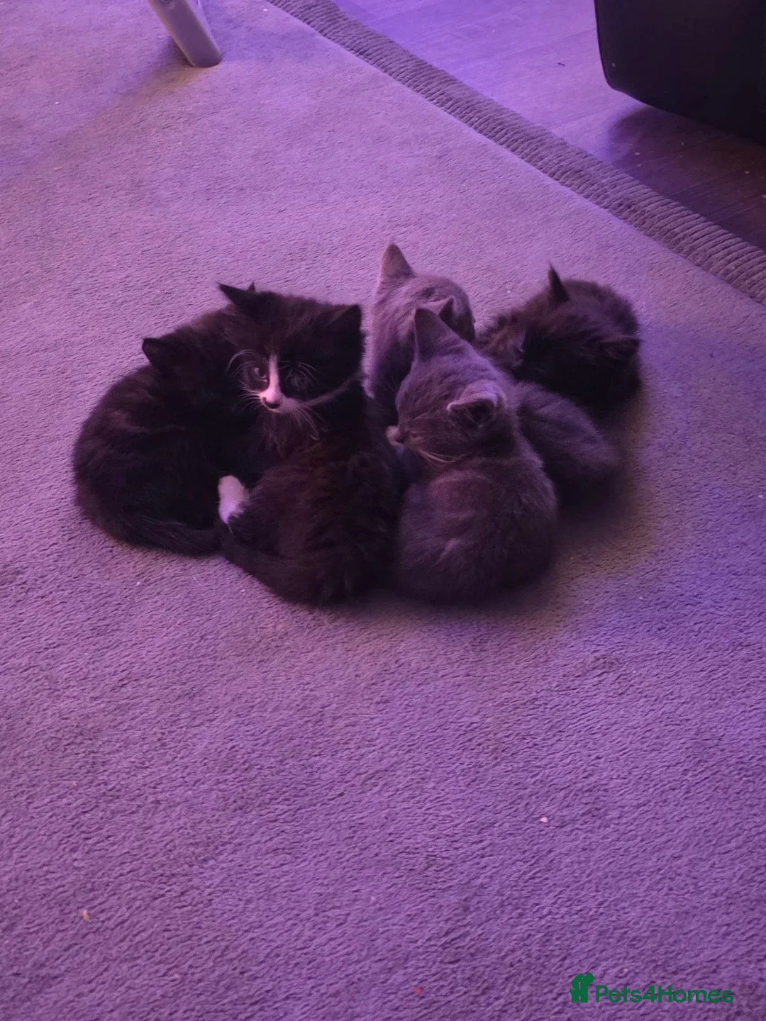 Mixed Breed cats for sale: 5 kitten's Ready now - Advert 1
