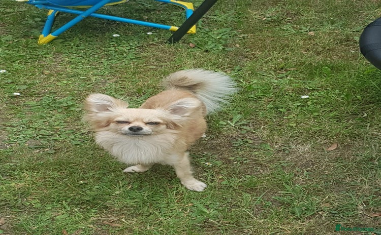 Chihuahua dogs - Advert 11