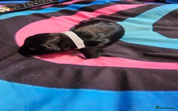 Cockapoo dogs for sale: F2 cockapoo boys 1 left available  - Advert 10