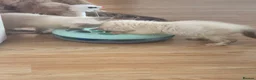 Ragdoll cats for sale: Purebred Ragdoll Kittens, Ready to Go - Advert 3