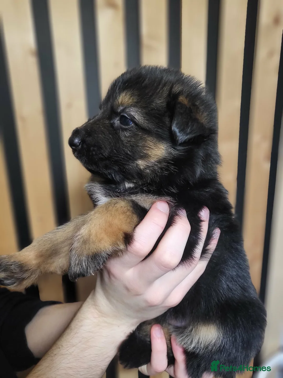 German Shepherd dogs for sale: German Shepherd/Alsatian puppies - Advert 9
