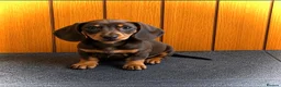 Miniature Dachshund dogs for sale: Miniature dachshund  - Advert 1