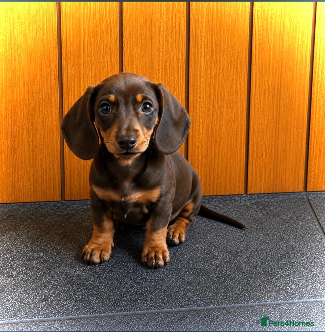 Miniature Dachshund dogs for sale: Miniature dachshund  - Advert 1