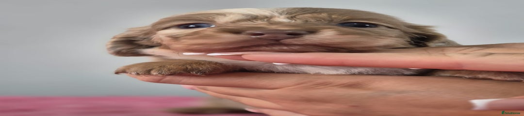 Isabella and Tan Dapple Piebald Girl