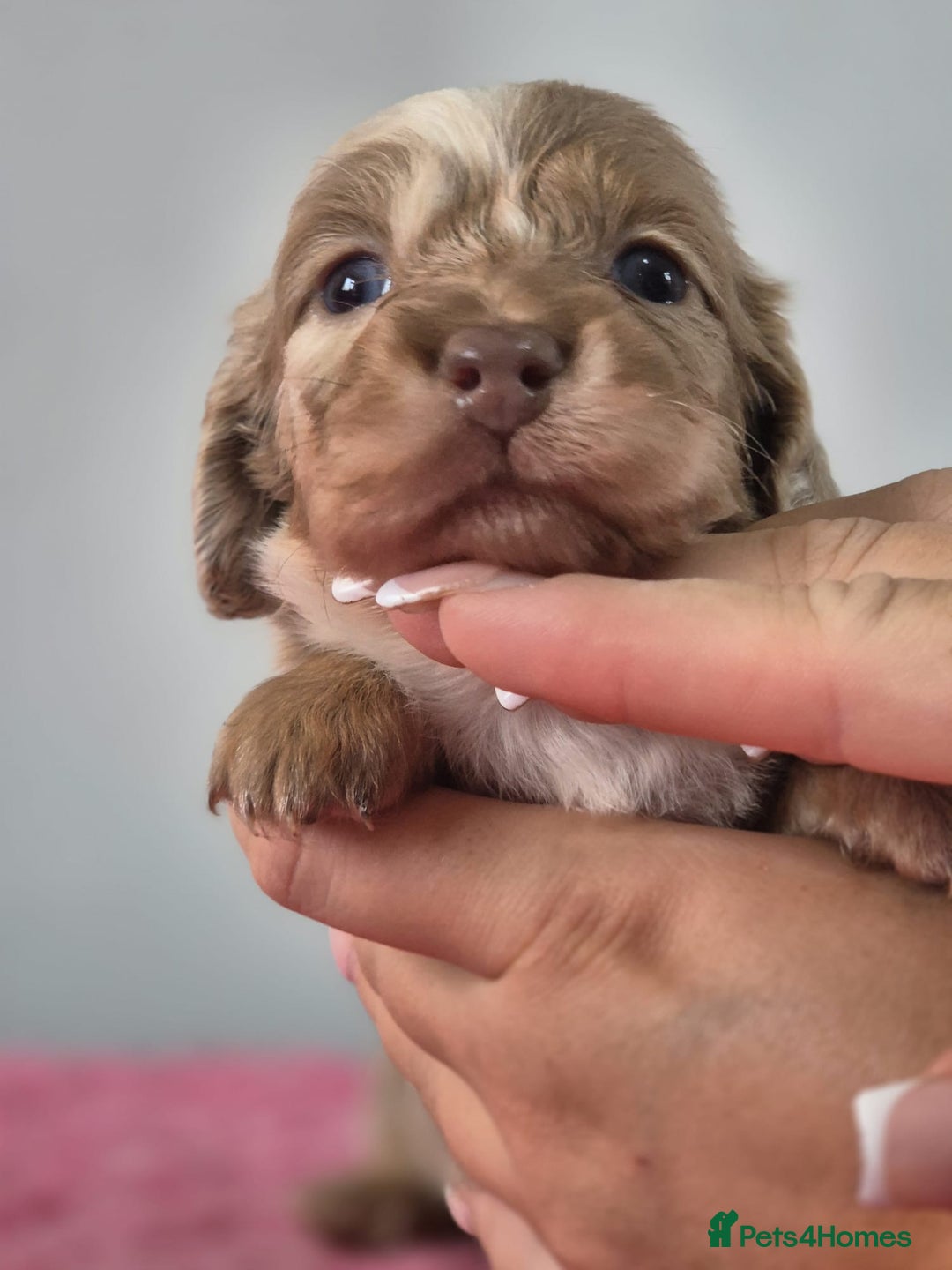 Miniature Dachshund dogs for sale: KC Registered Miniature Dachshund  - Image 18