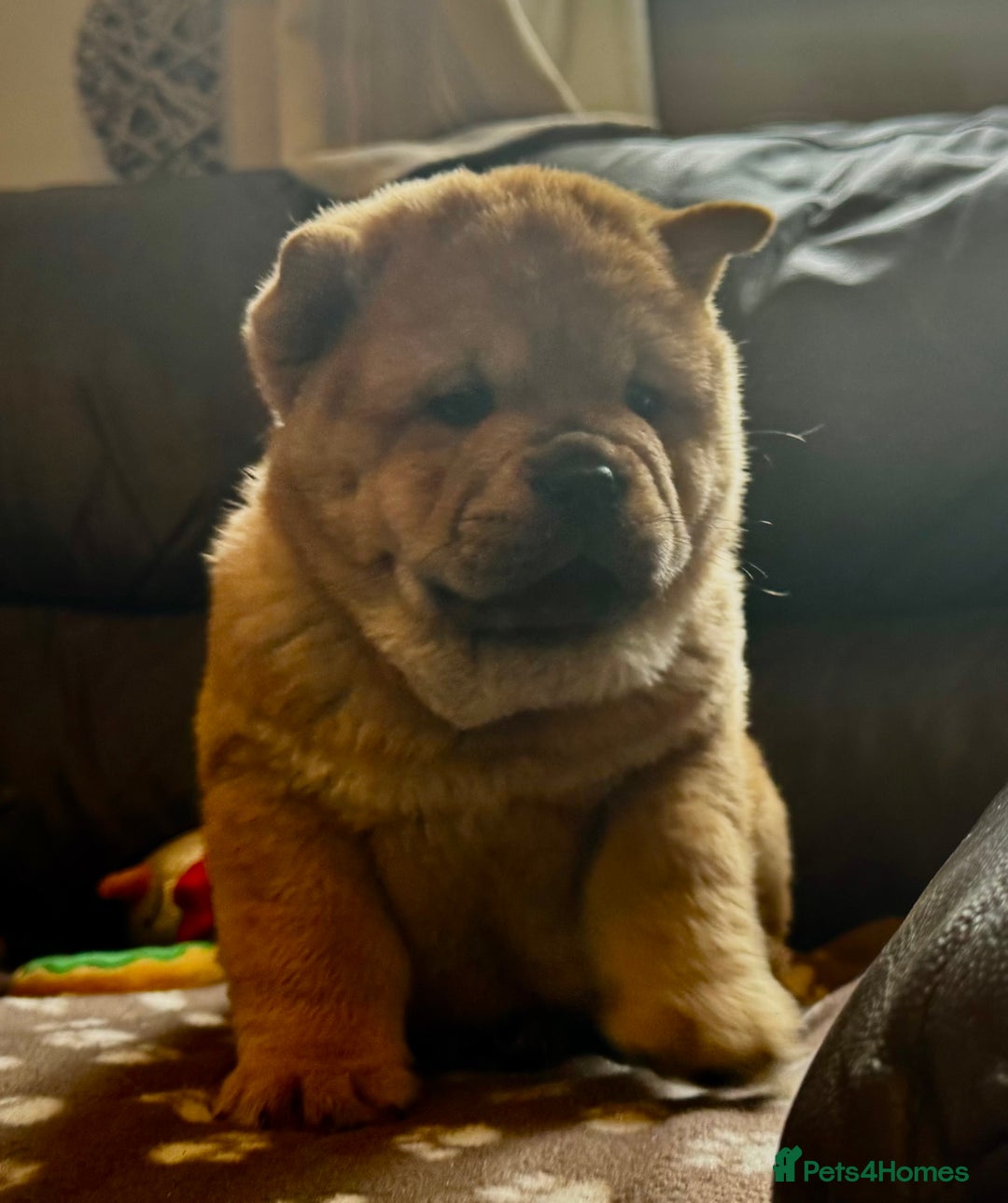 Chow Chow dogs for sale: Meet Buddy - stunning smooth - Advert 12