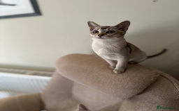Asian cats for sale: GCCF reg Pedigree Kittens  - Image 9