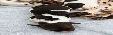 English Springer Spaniel 2