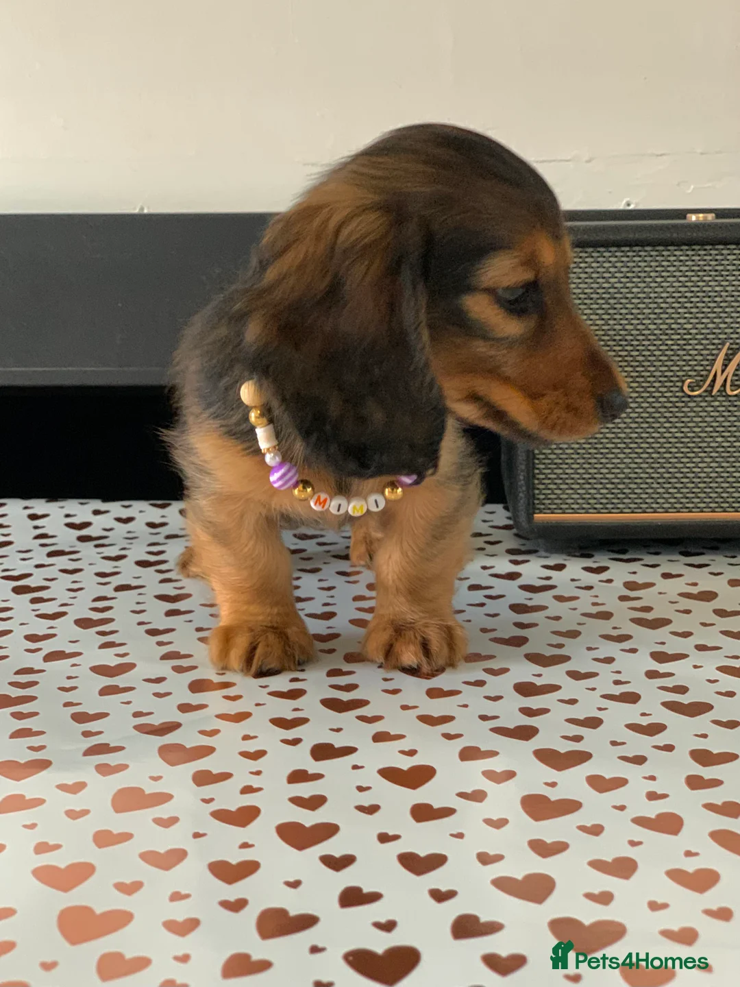 Miniature Dachshund dogs for sale: KC Registered true to type Longhaired mini’s - Advert 29