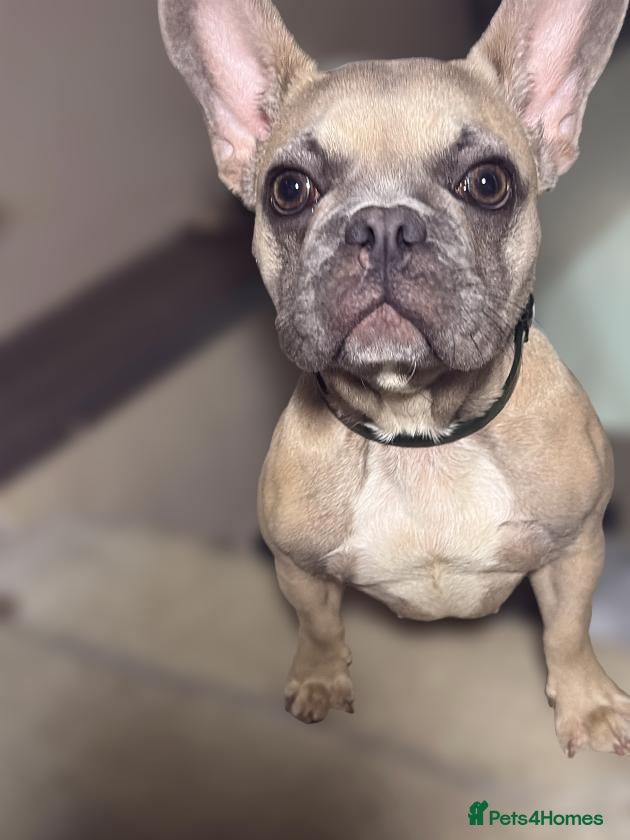 French Bulldog dogs 6.5 month old Girl puppy- open to offers - Advert 8
