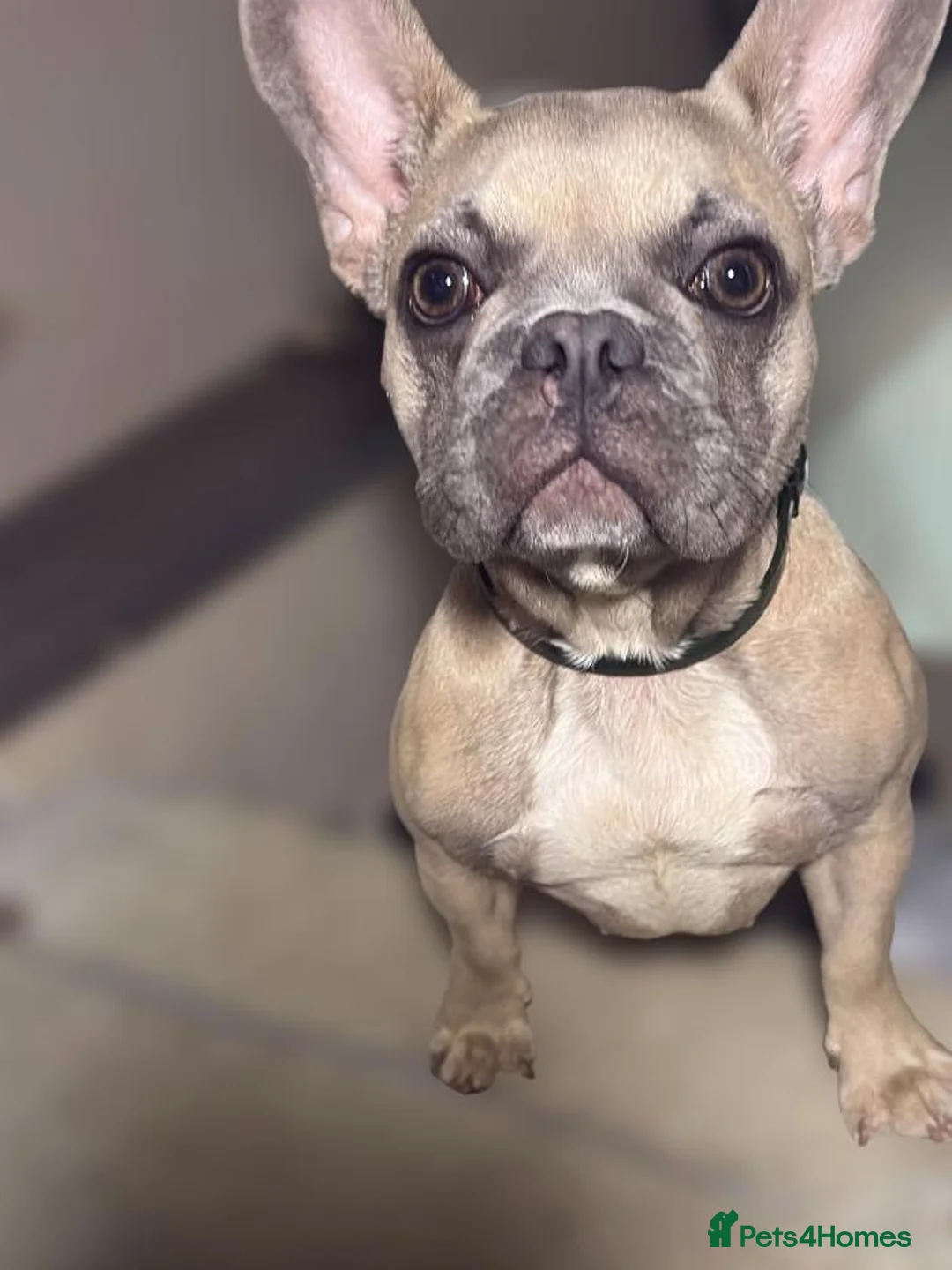 French Bulldog dogs for sale: 6.5 month old Girl puppy- open to offers in Tredegar - Advert 1