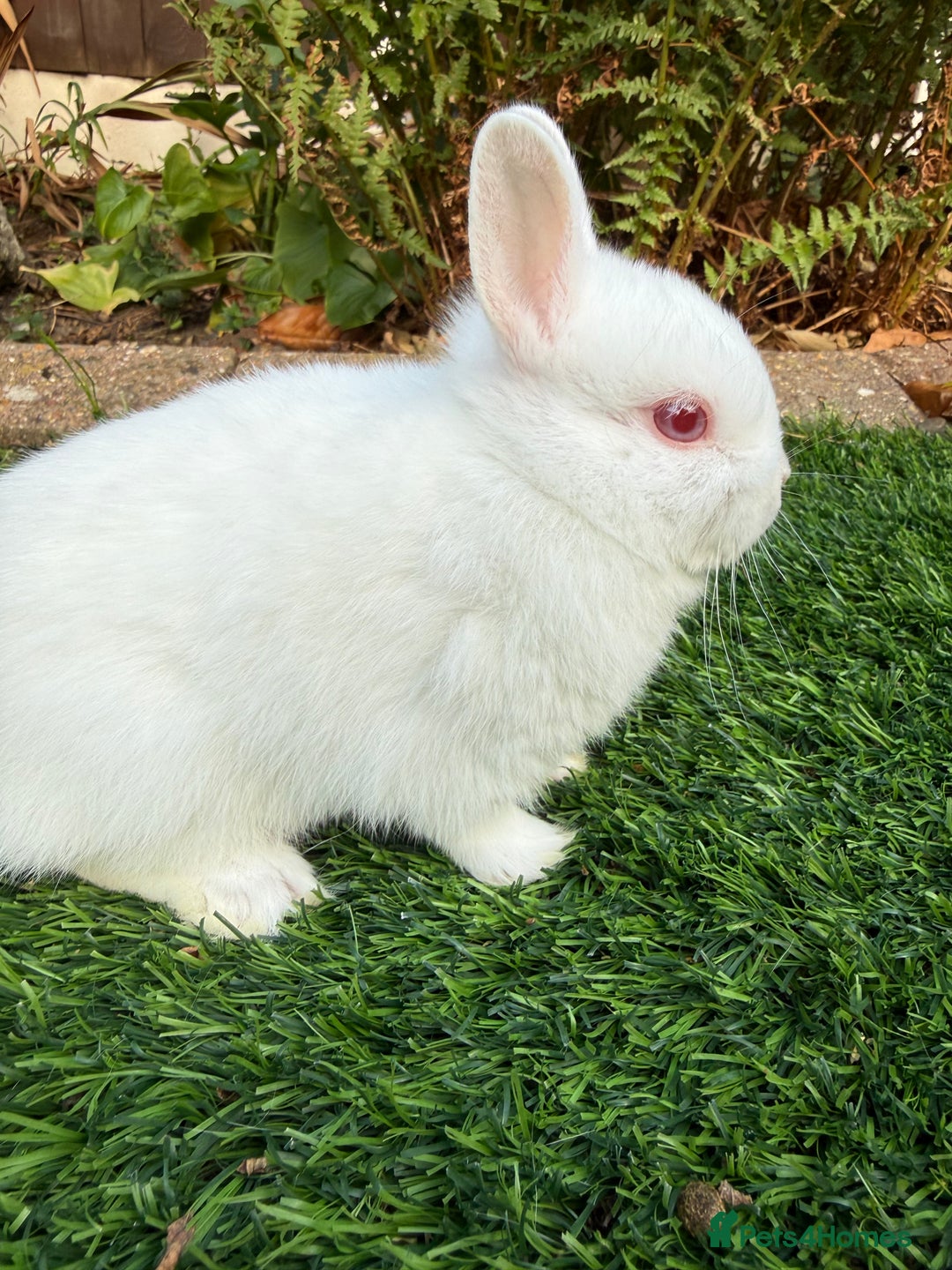 Netherland Dwarf rabbits for sale: Pure Netherland Dwarf  - Image 5