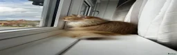 British Longhair cats for sale: Chocolate-Golden British BLH and BSH kittens  - Advert 3