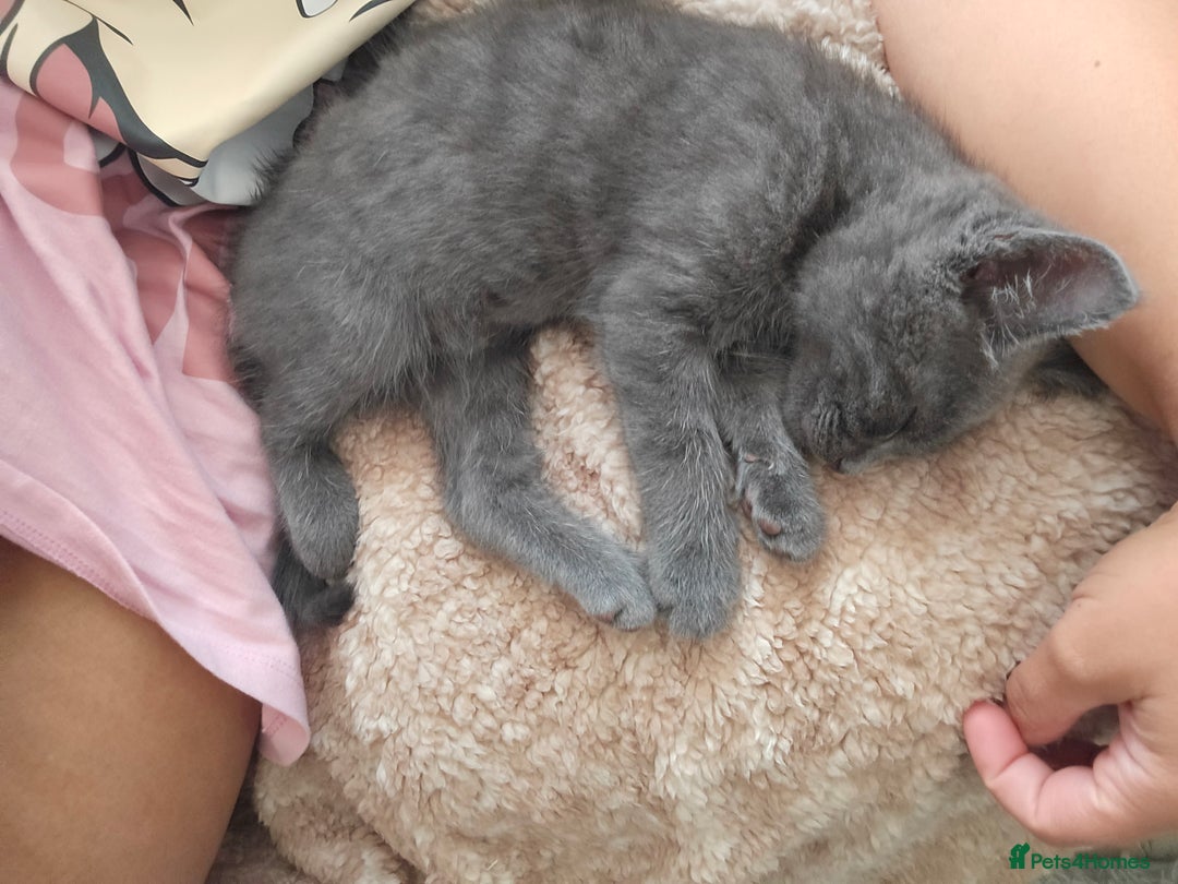 Mixed Breed cats for sale: Beautiful boy - Image 8