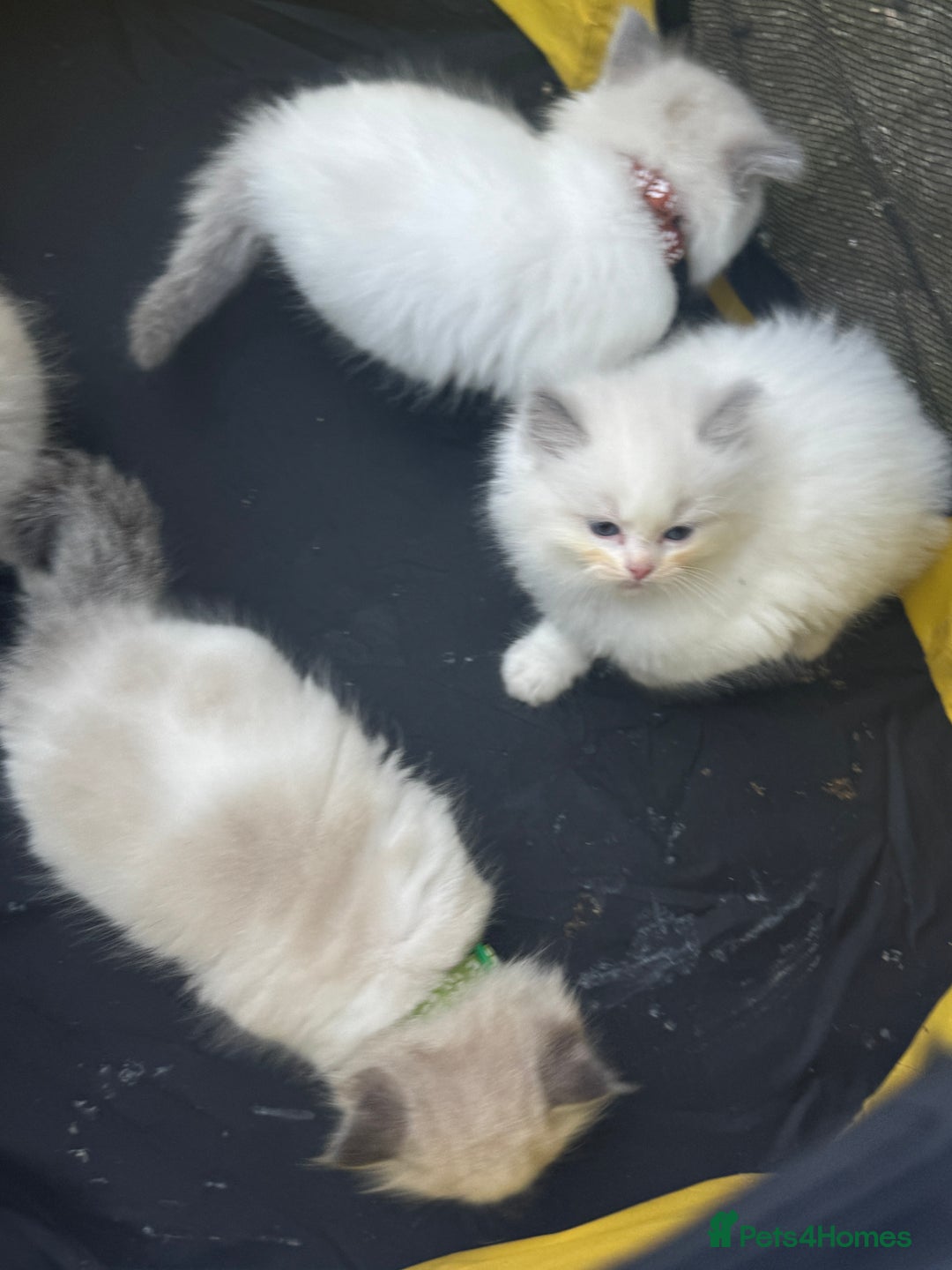 Ragdoll cats for sale: Pure Ragdoll kittens, ready 20th December - Advert 17